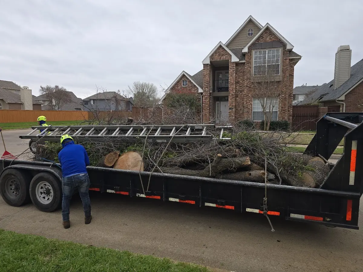 Expert Tree Fertilization with proper safety equipment in Athens